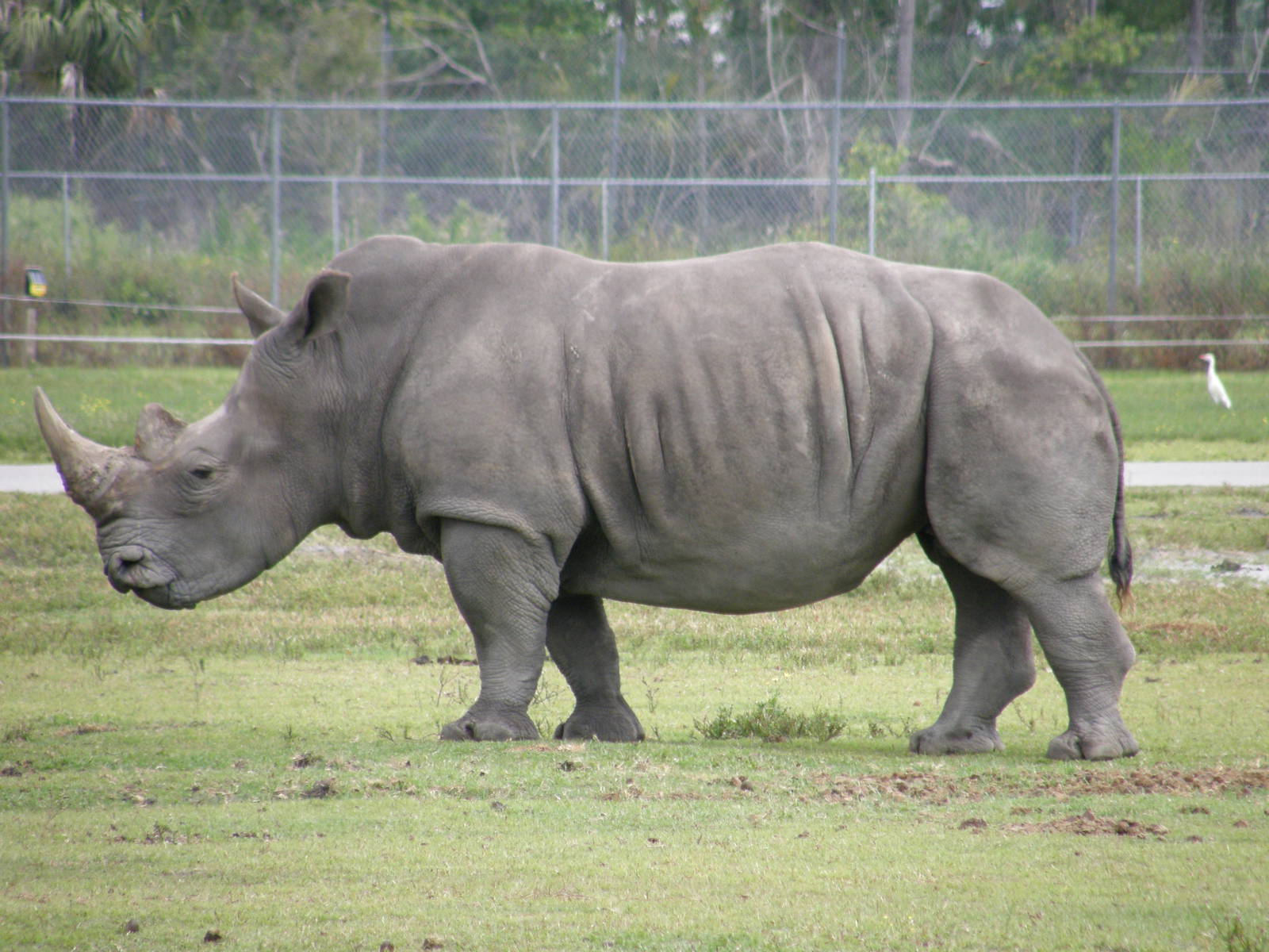 white rhino
