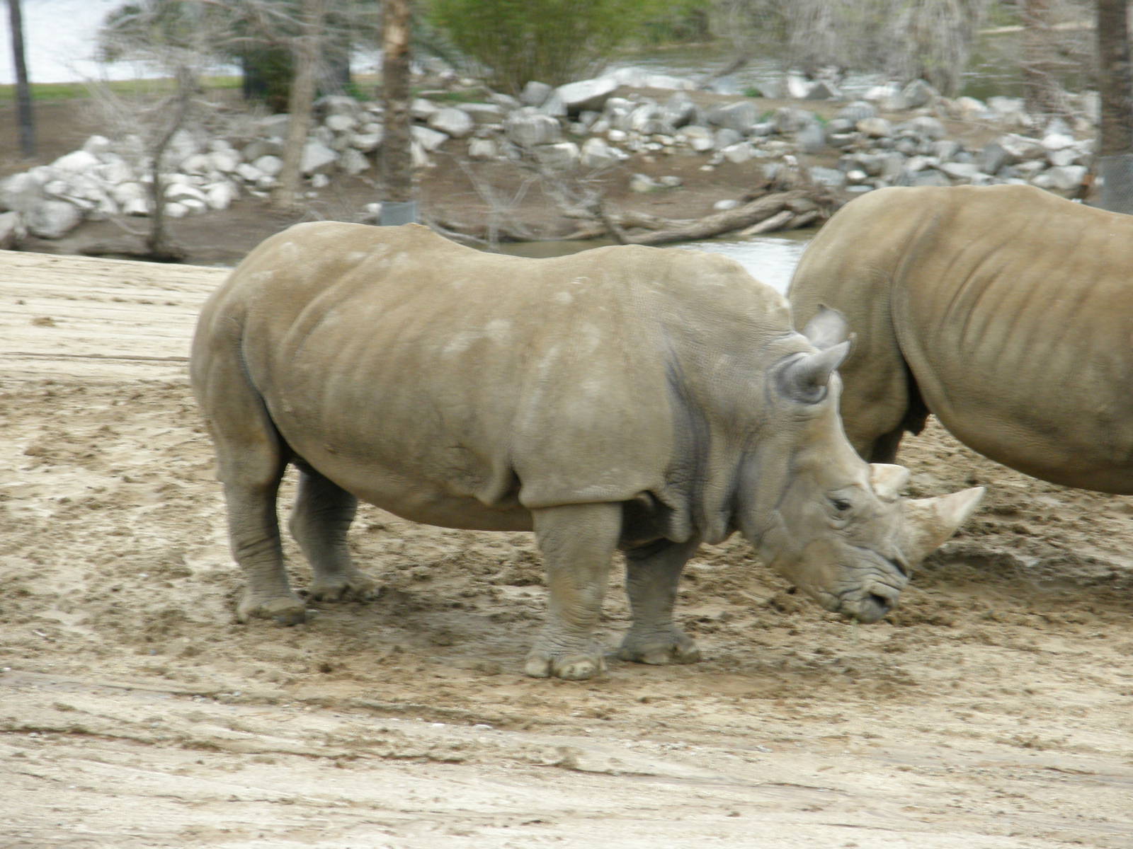 white rhino