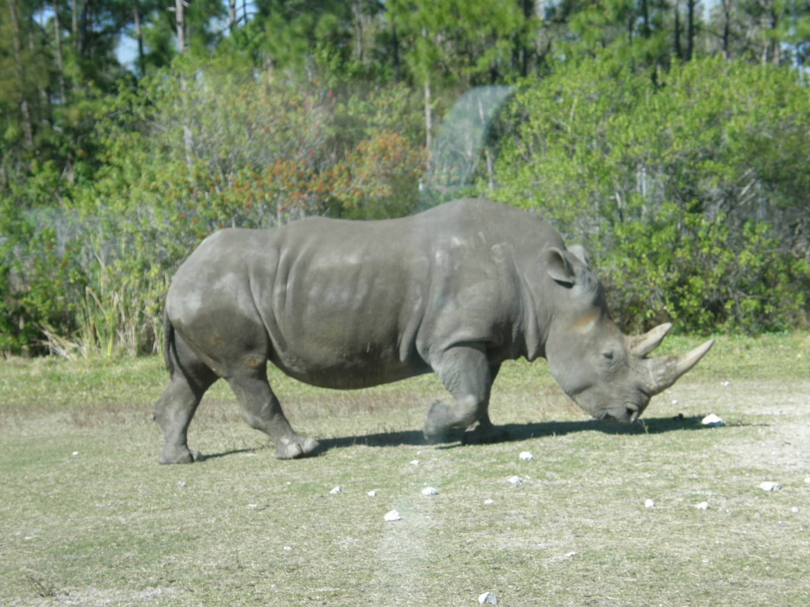 white rhino