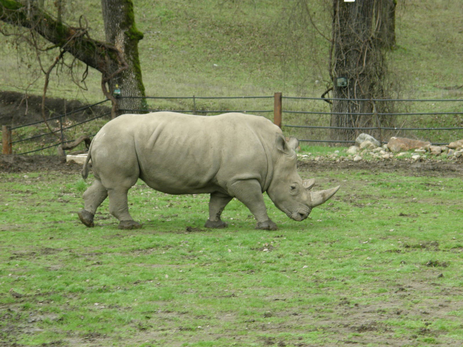 white rhino