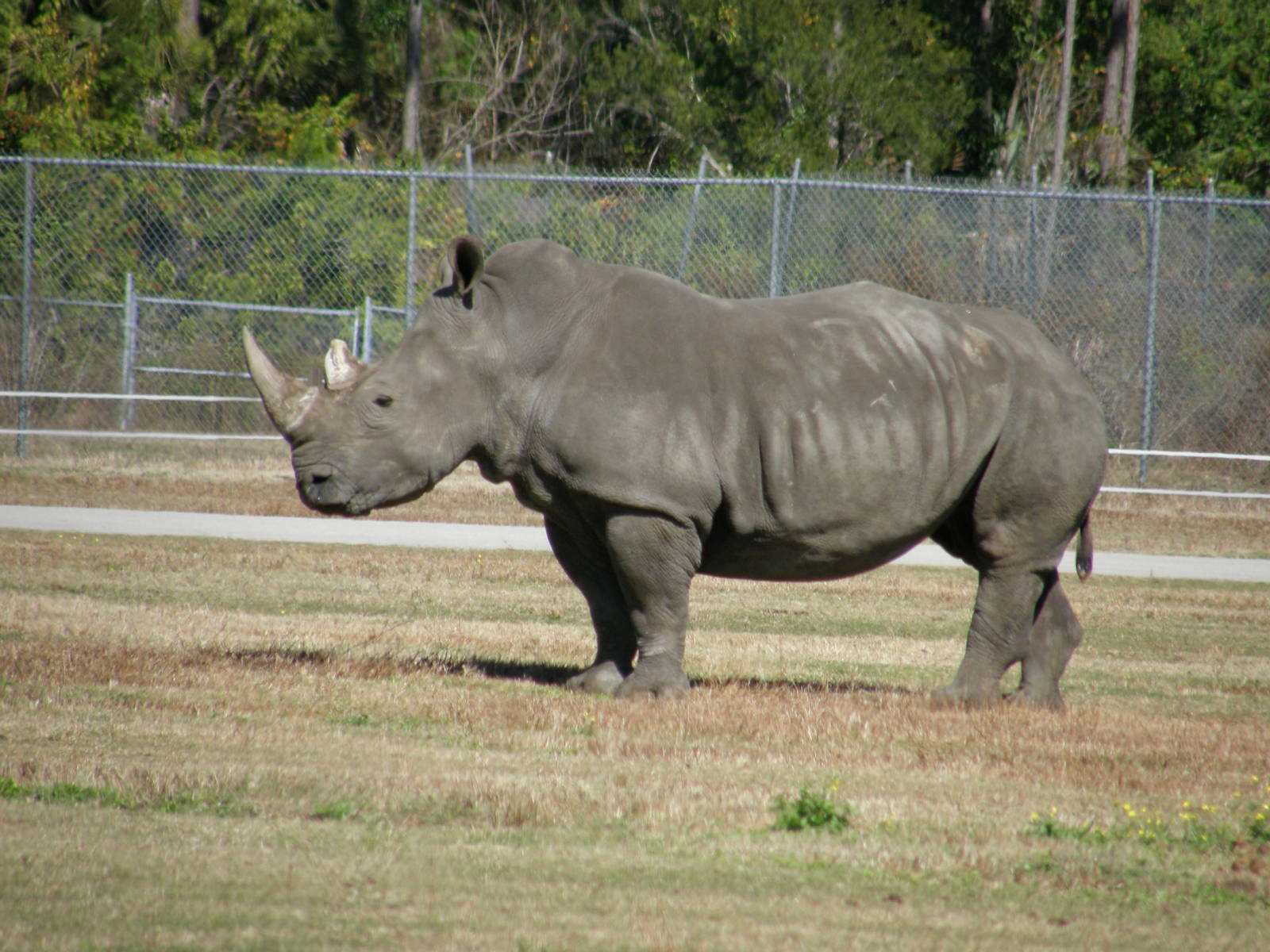 white rhino