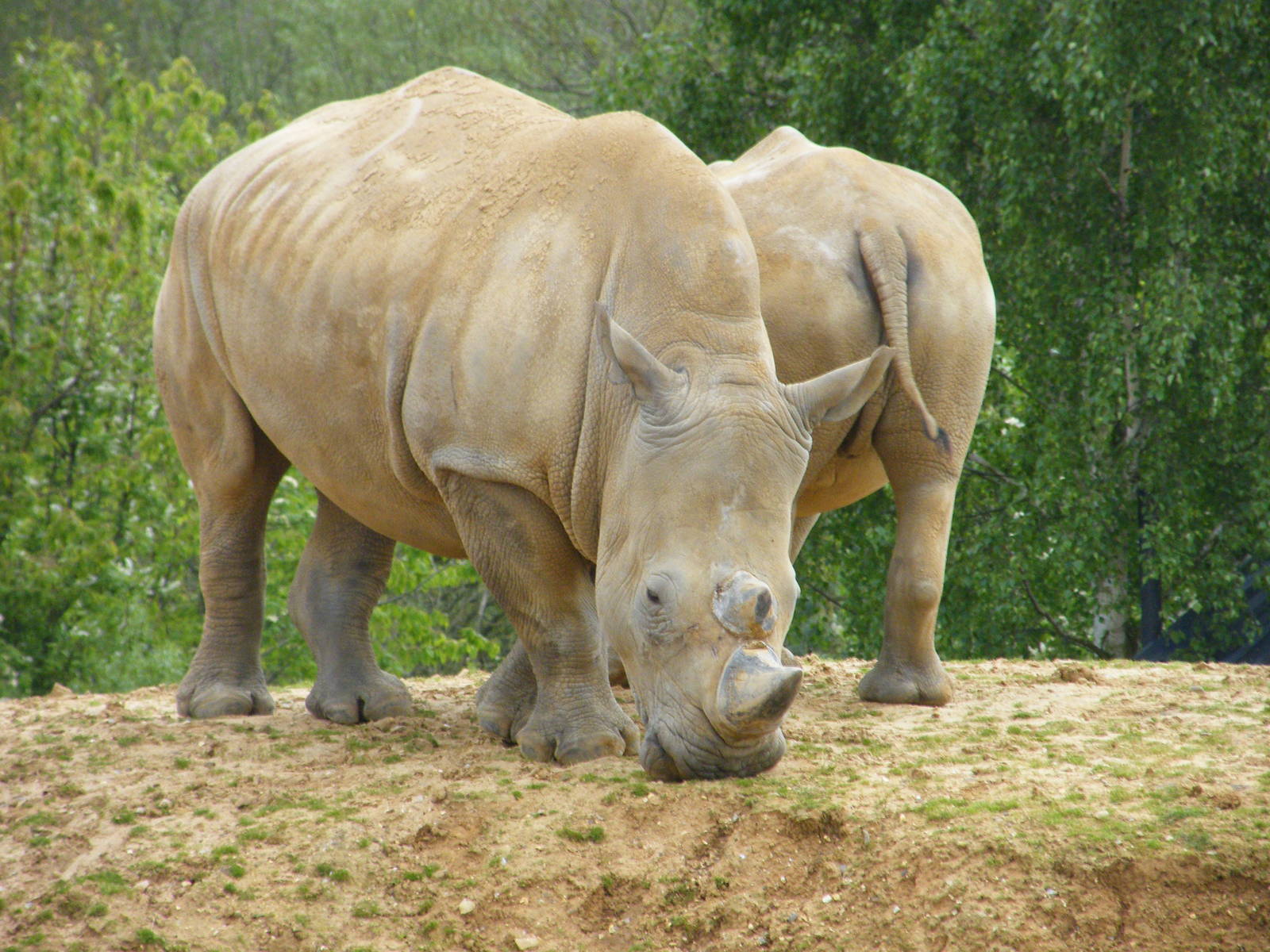 White rhino