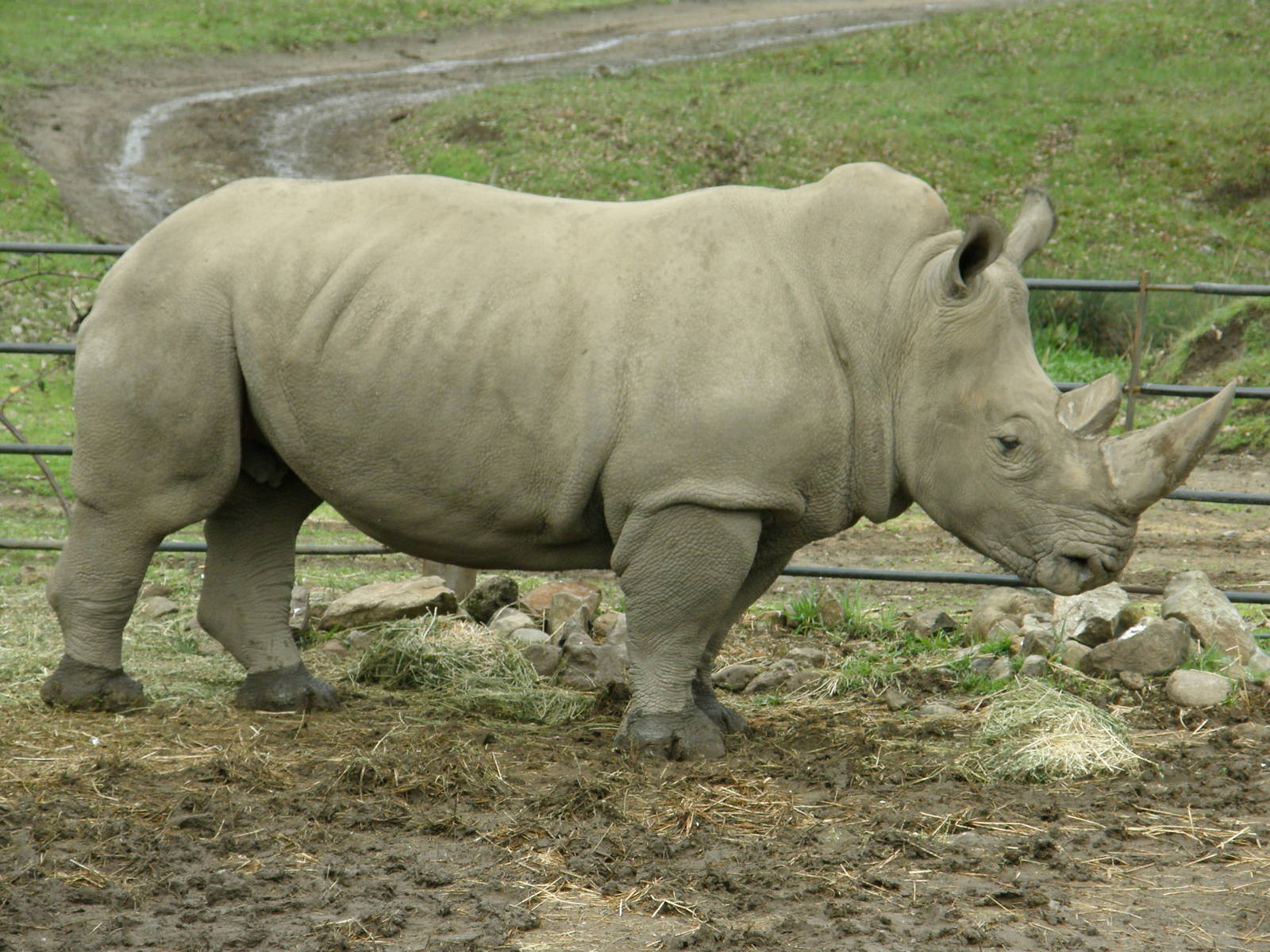 white rhino