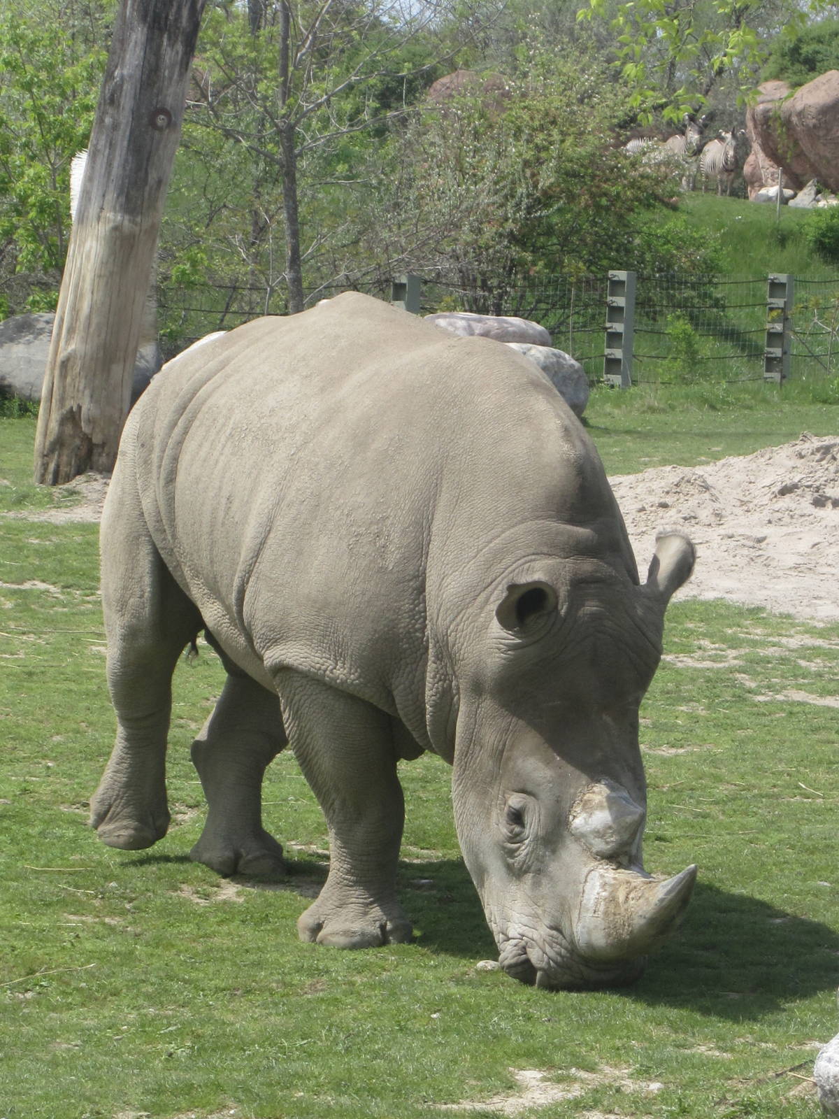 White Rhino