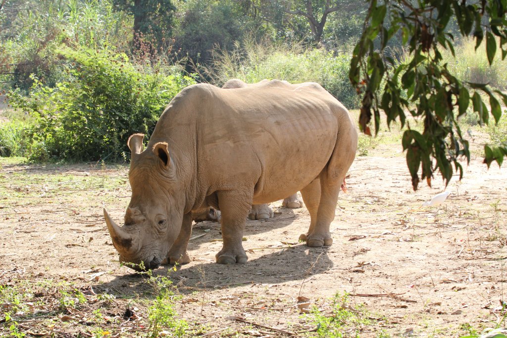White Rhino