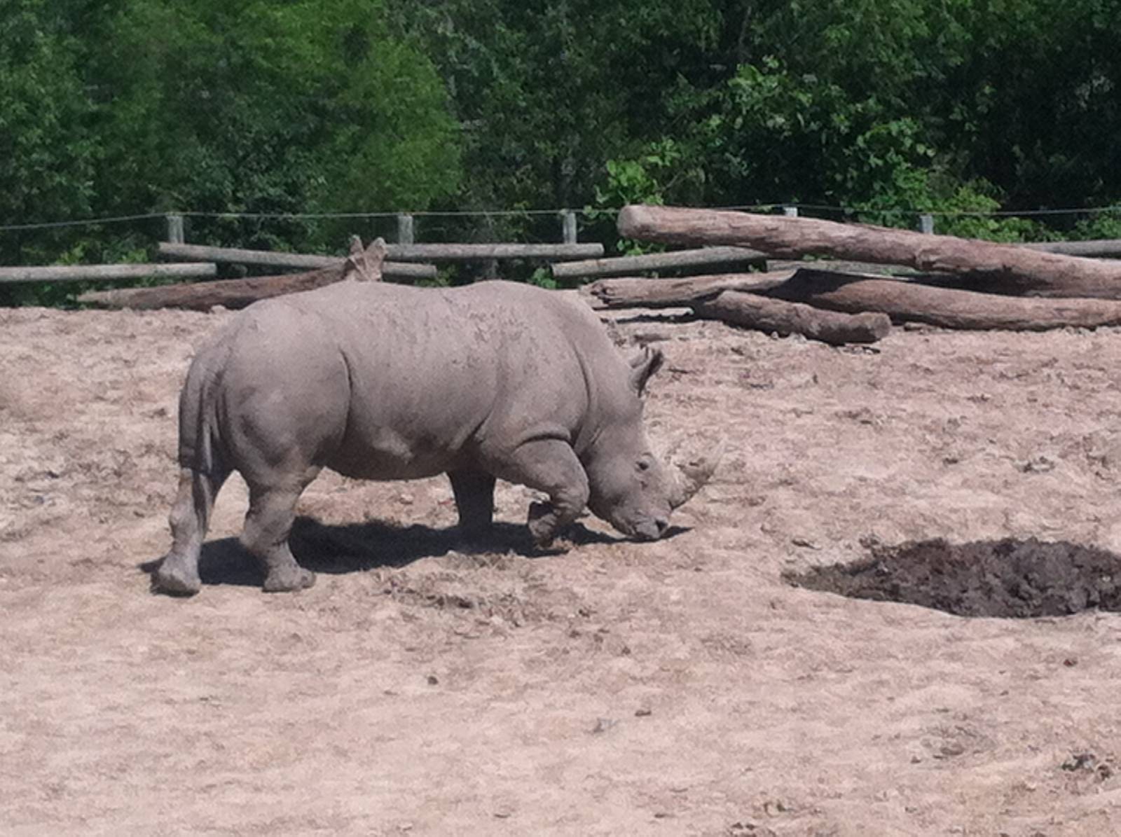 White Rhino