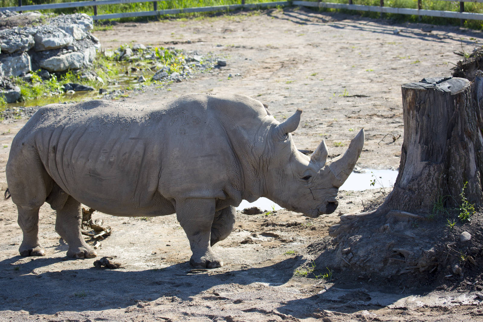 White Rhino
