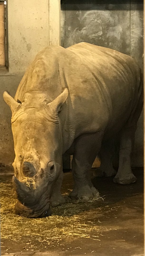 White rhino
