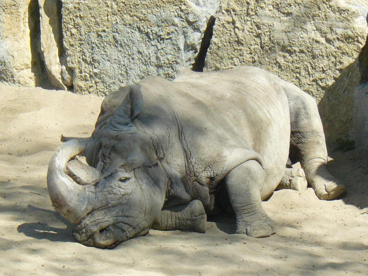White Rhino