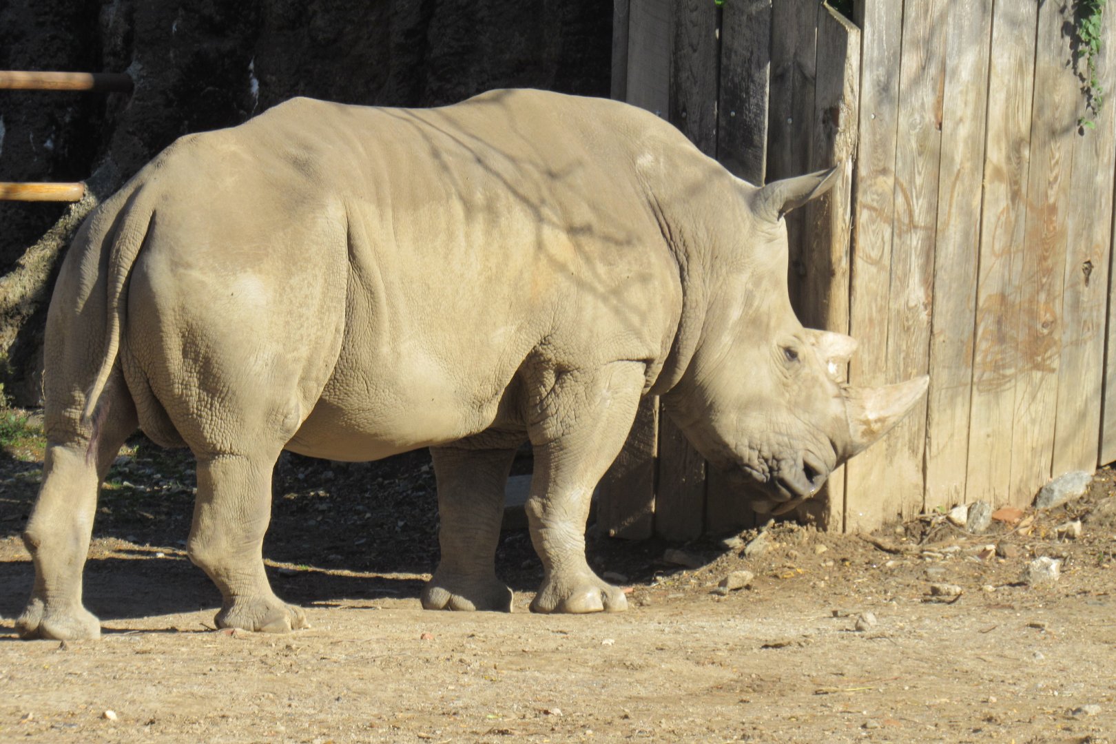 White rhino