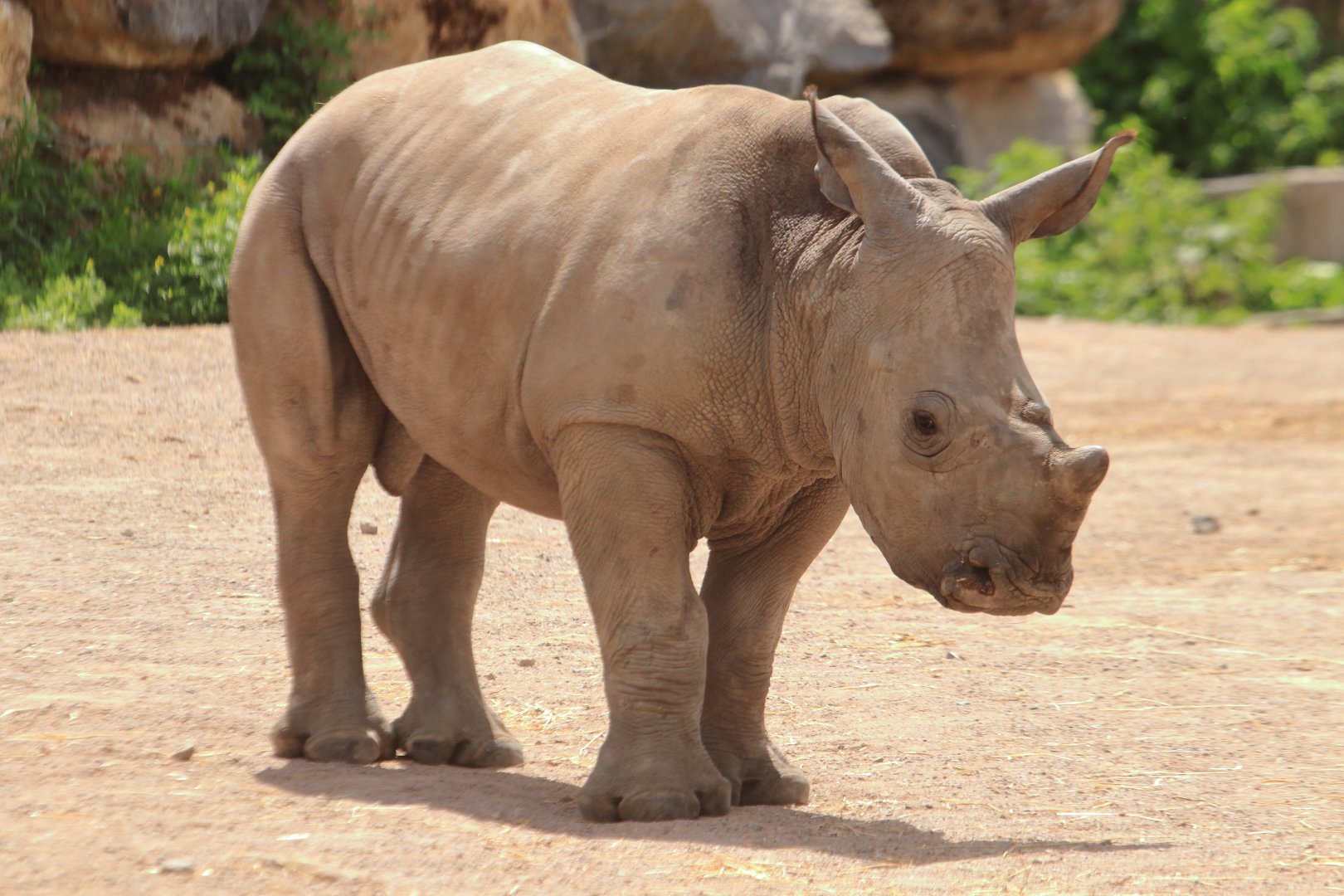 White rhino