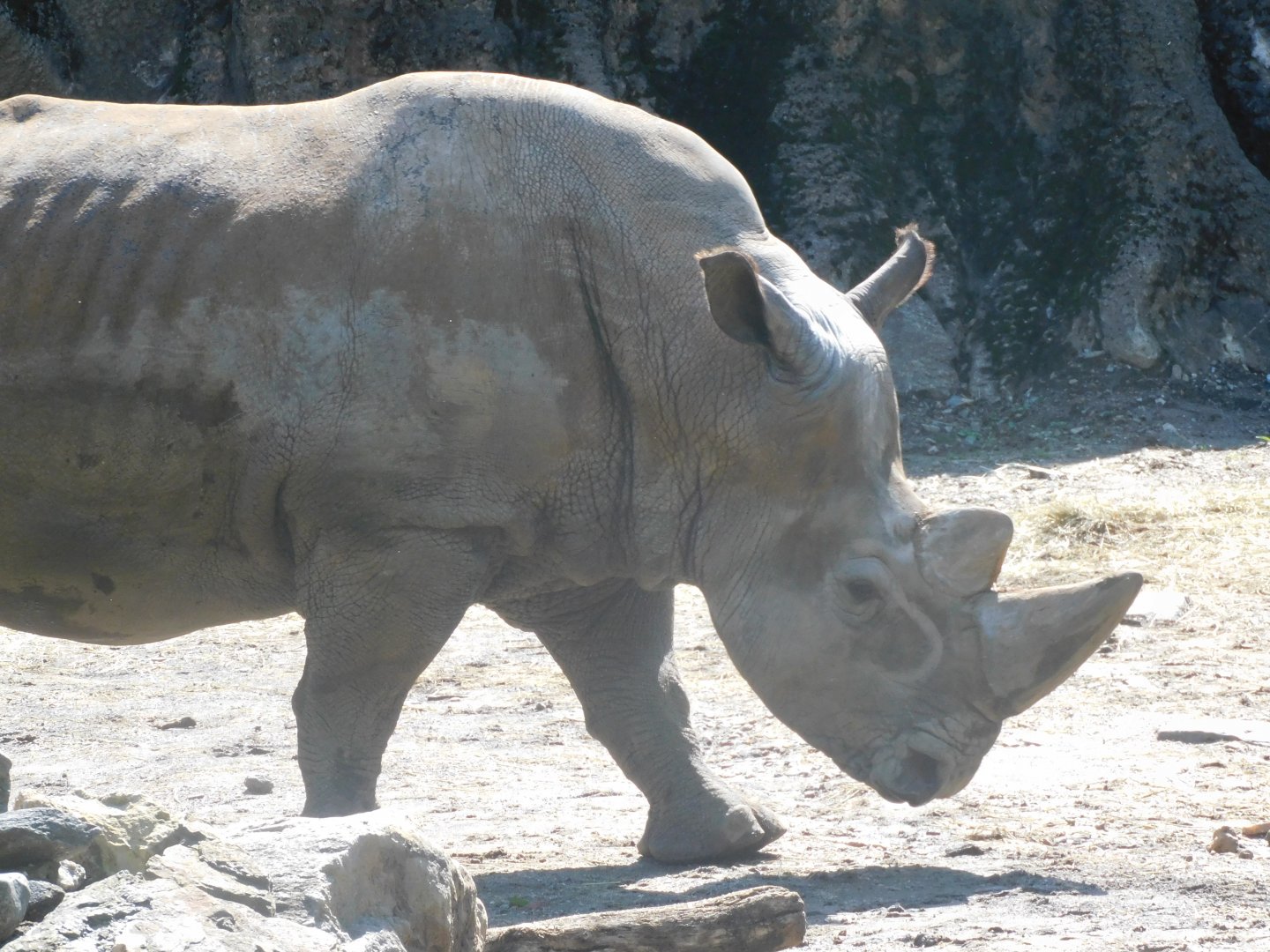 White rhino