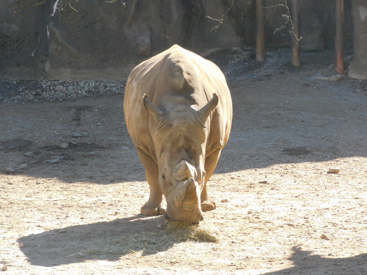 White rhino
