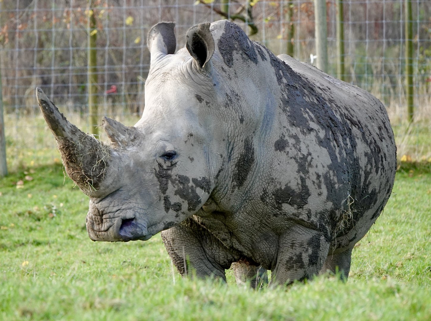 White Rhino