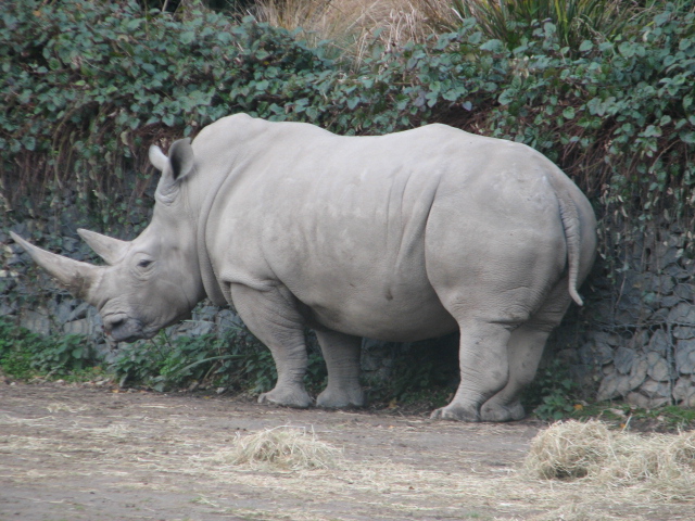 White rhino