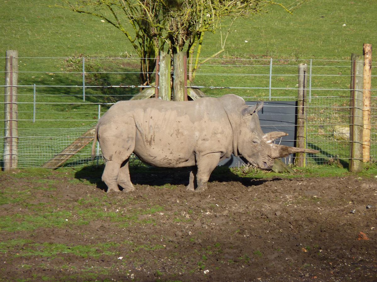 White Rhino