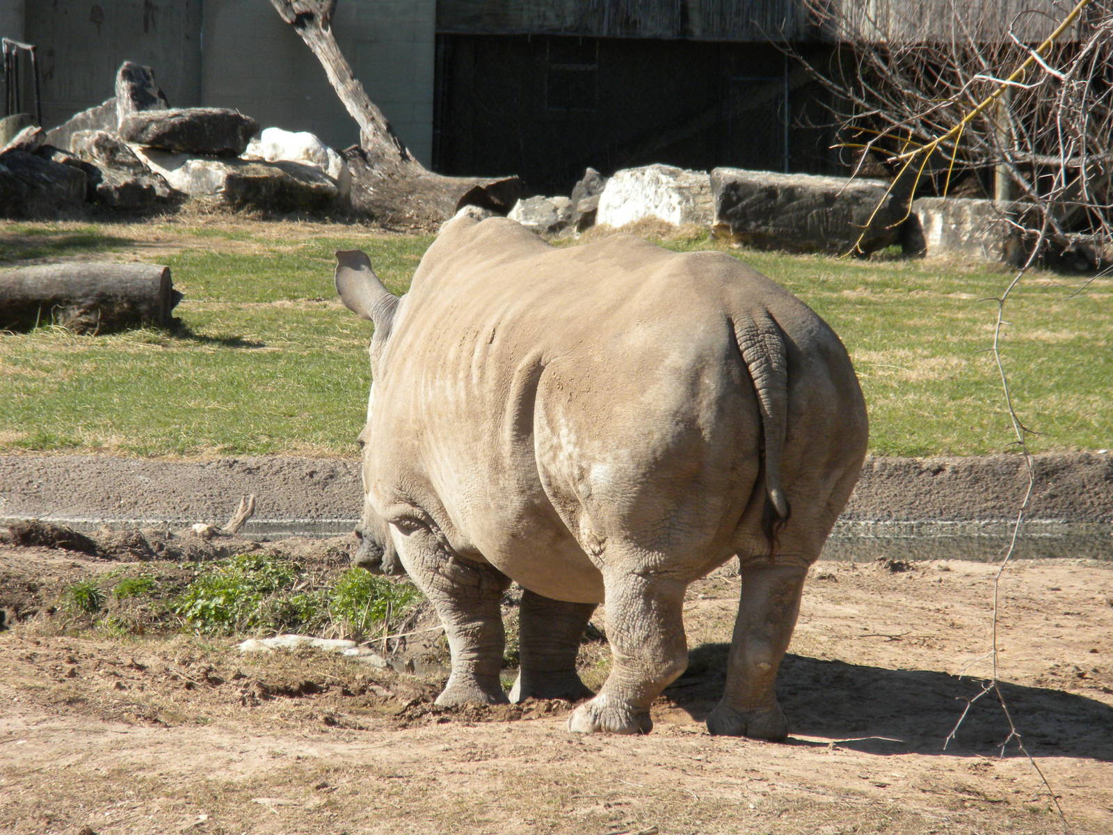 White Rhino