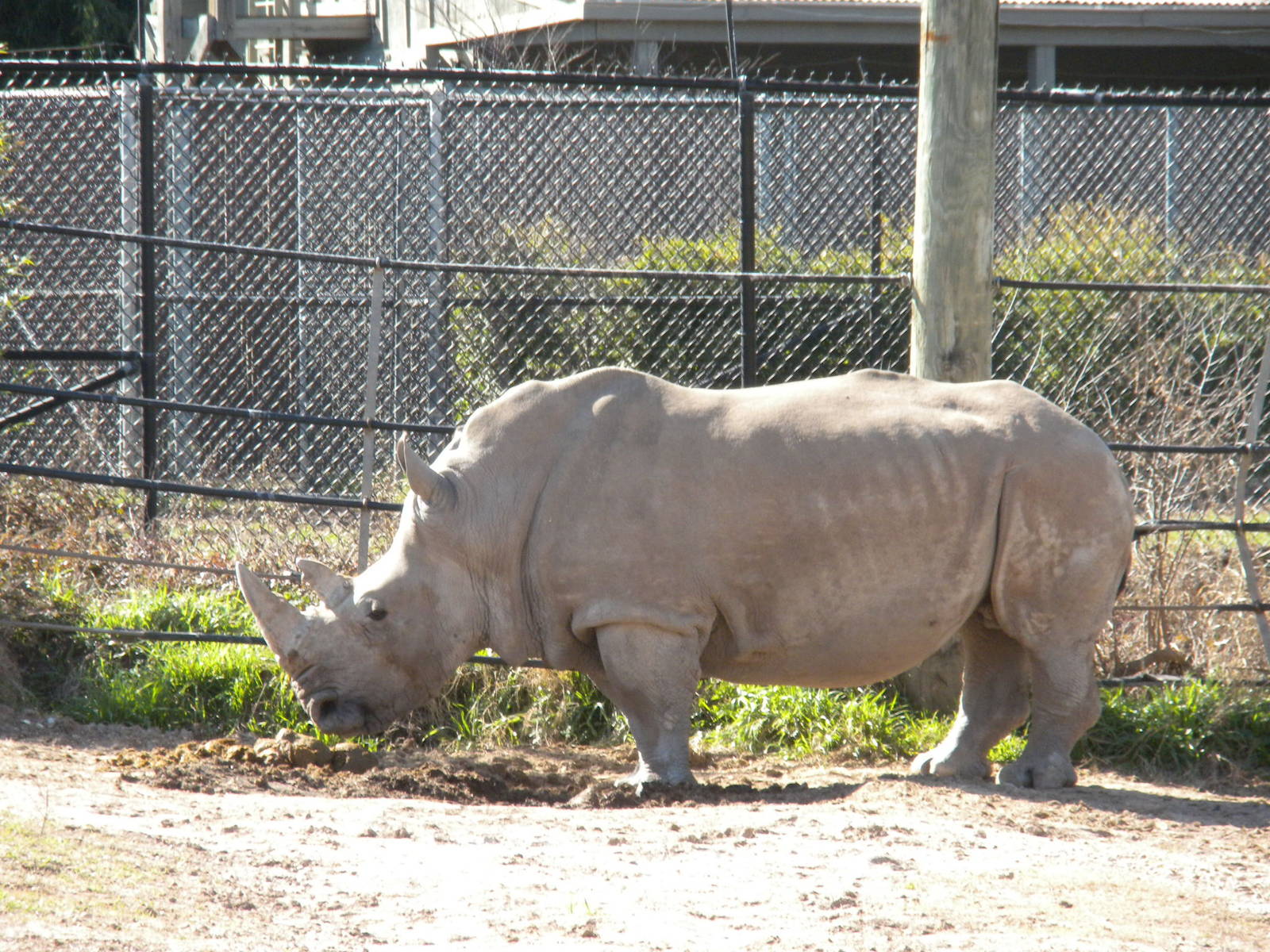 White Rhino