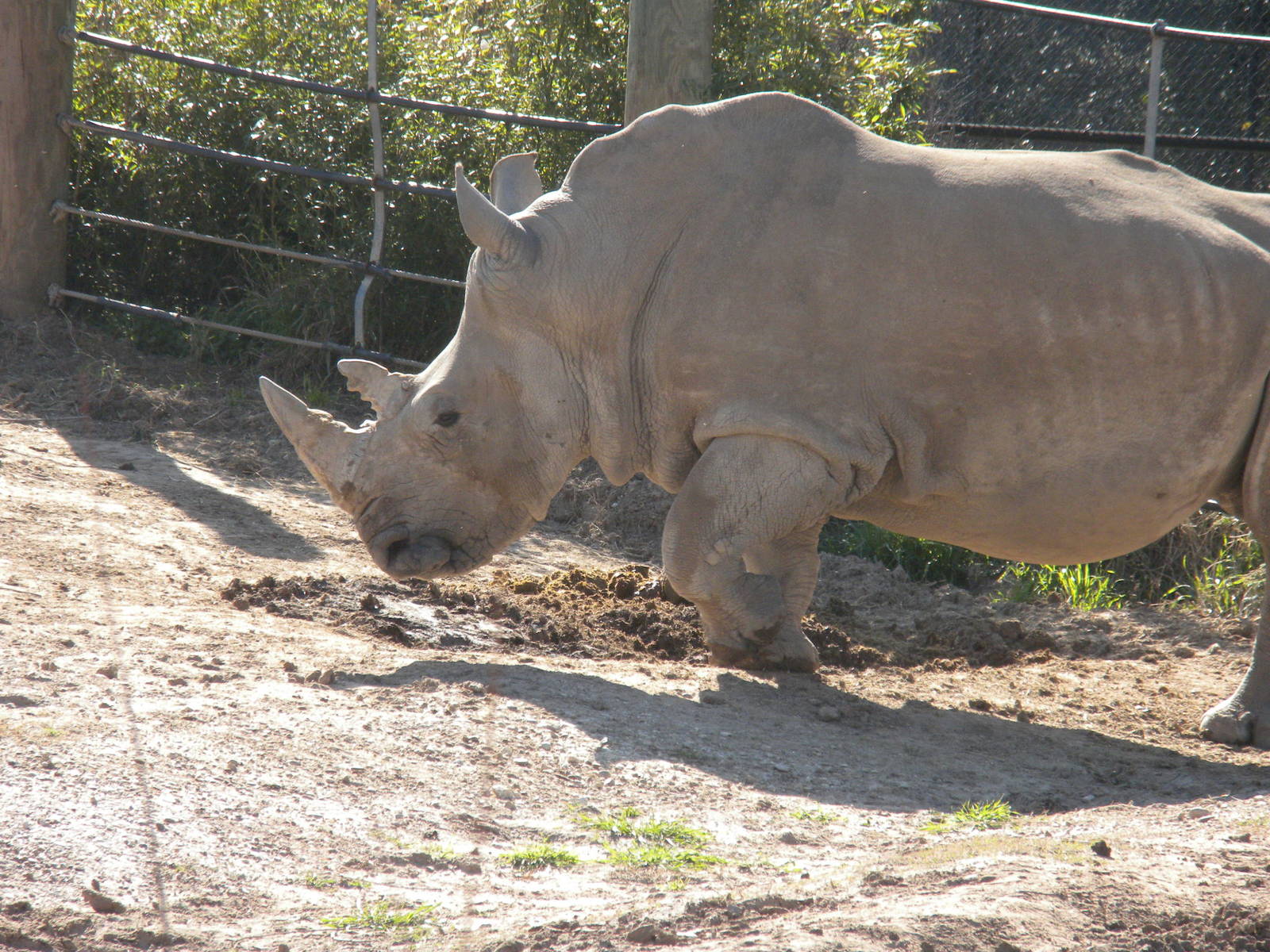 White Rhino