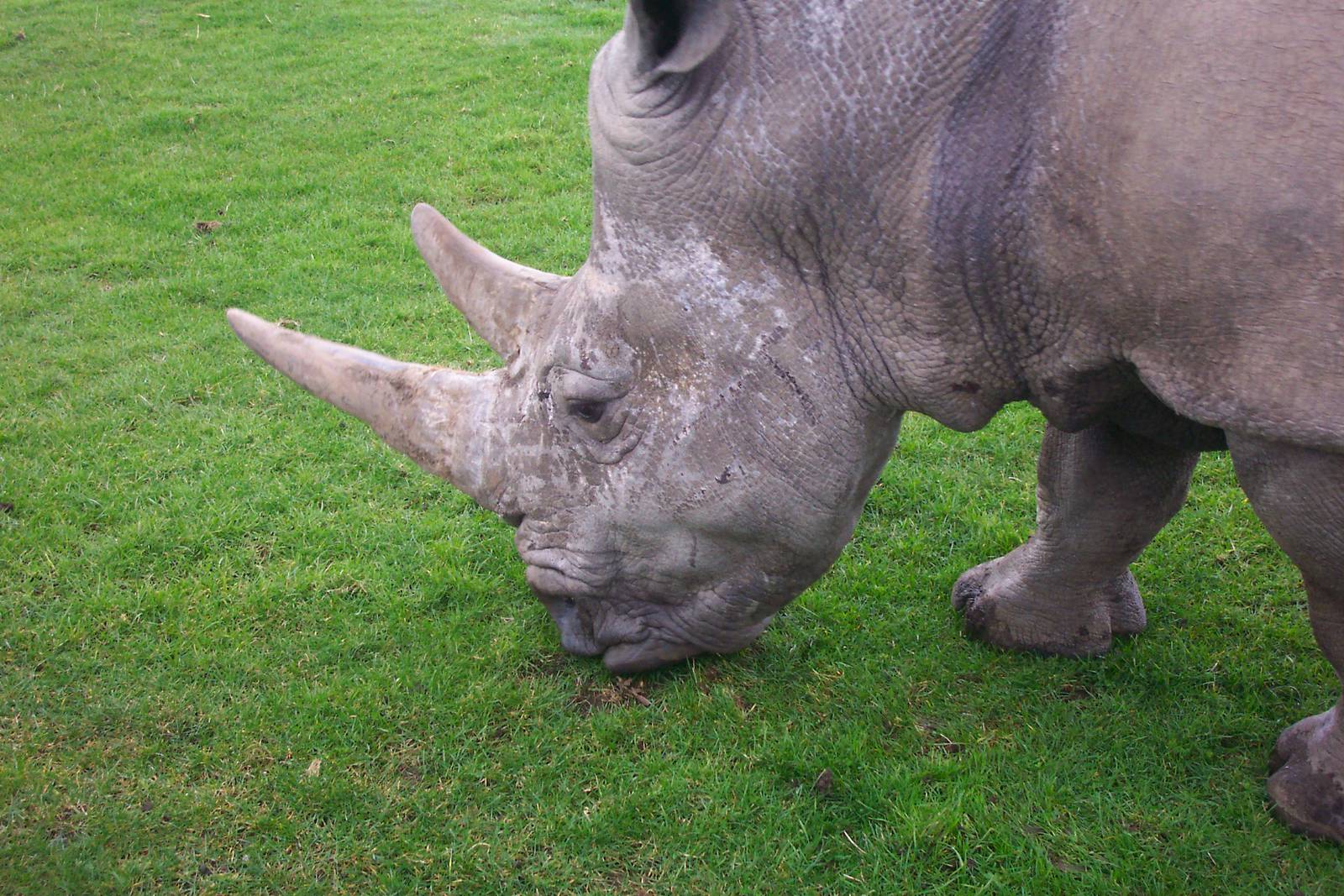 White rhino