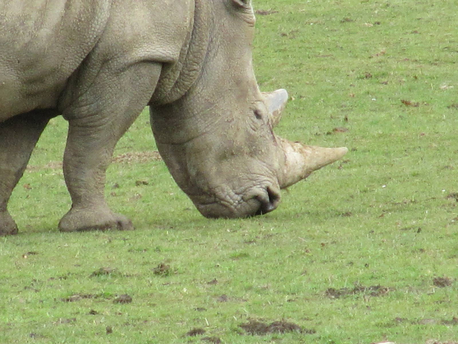 White Rhino