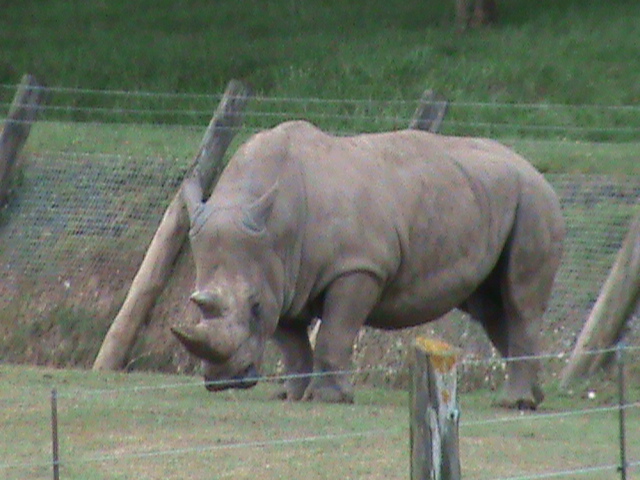 white rhinoceros 08/10