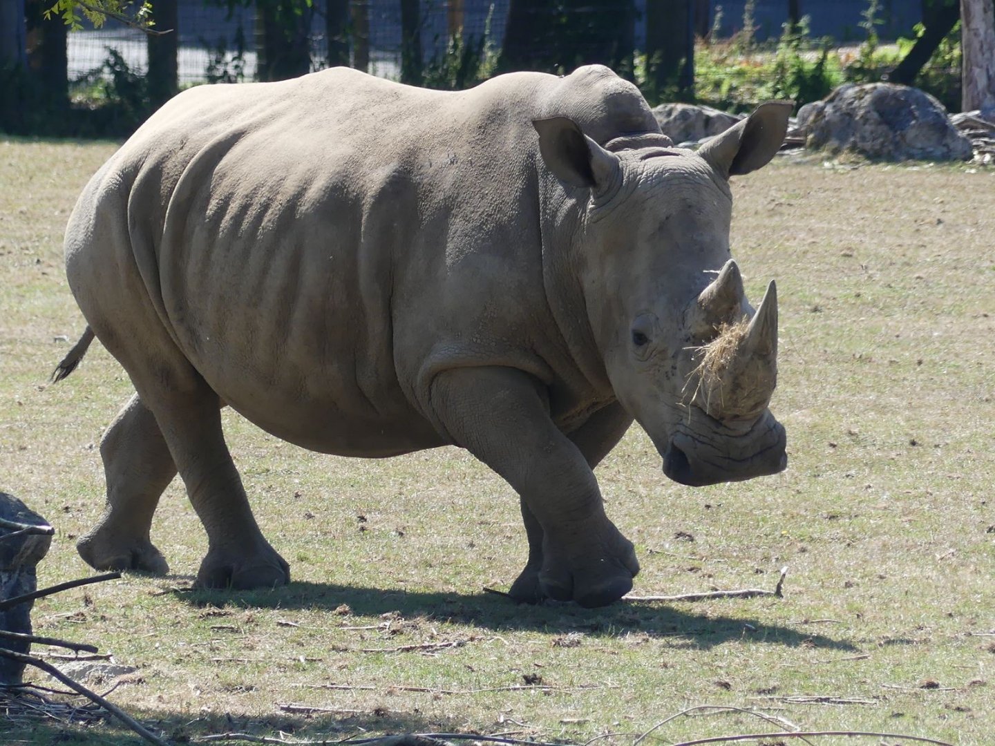 White Rhinoceros - 11.07.25