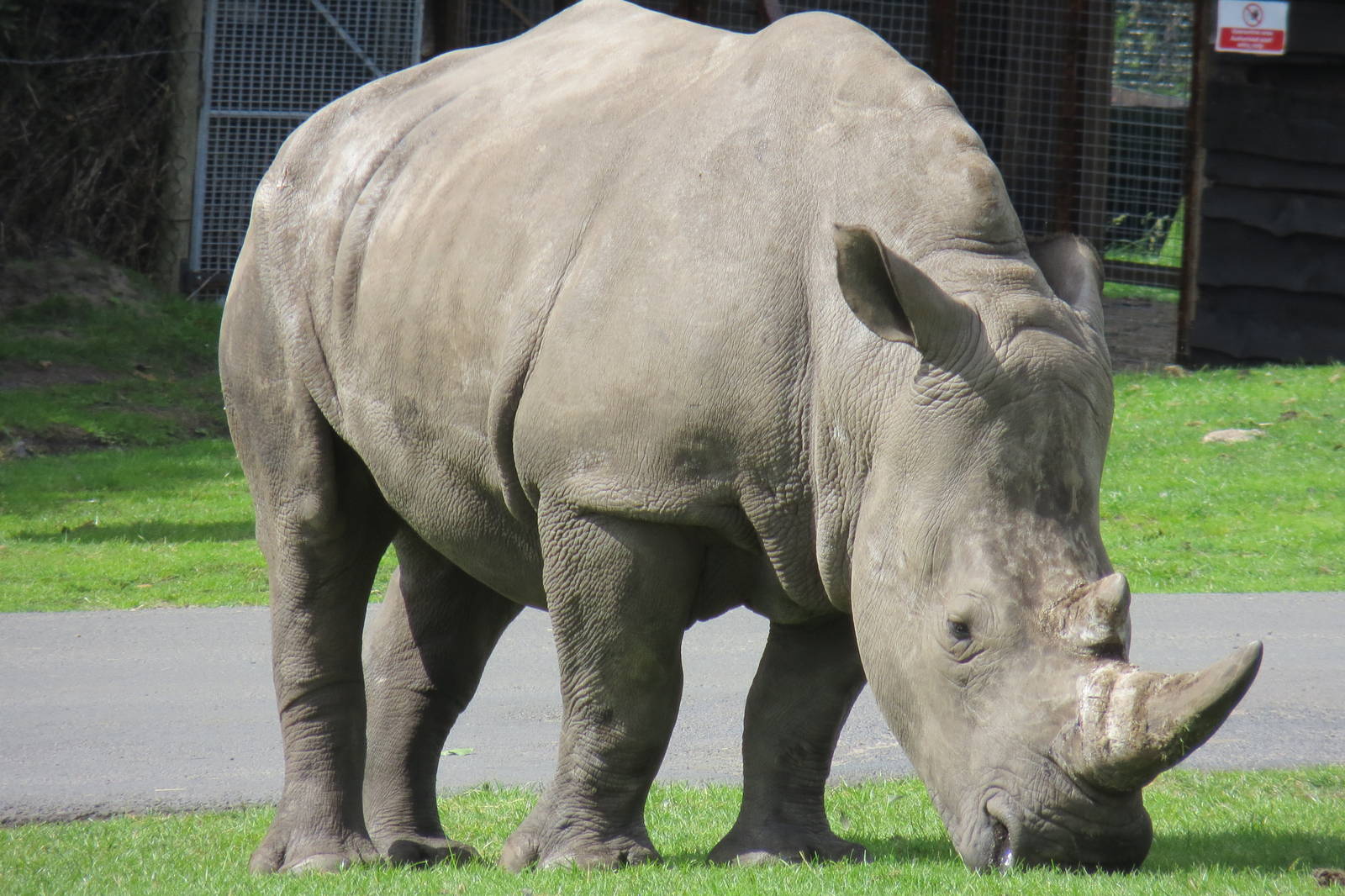 white rhinoceros 120813