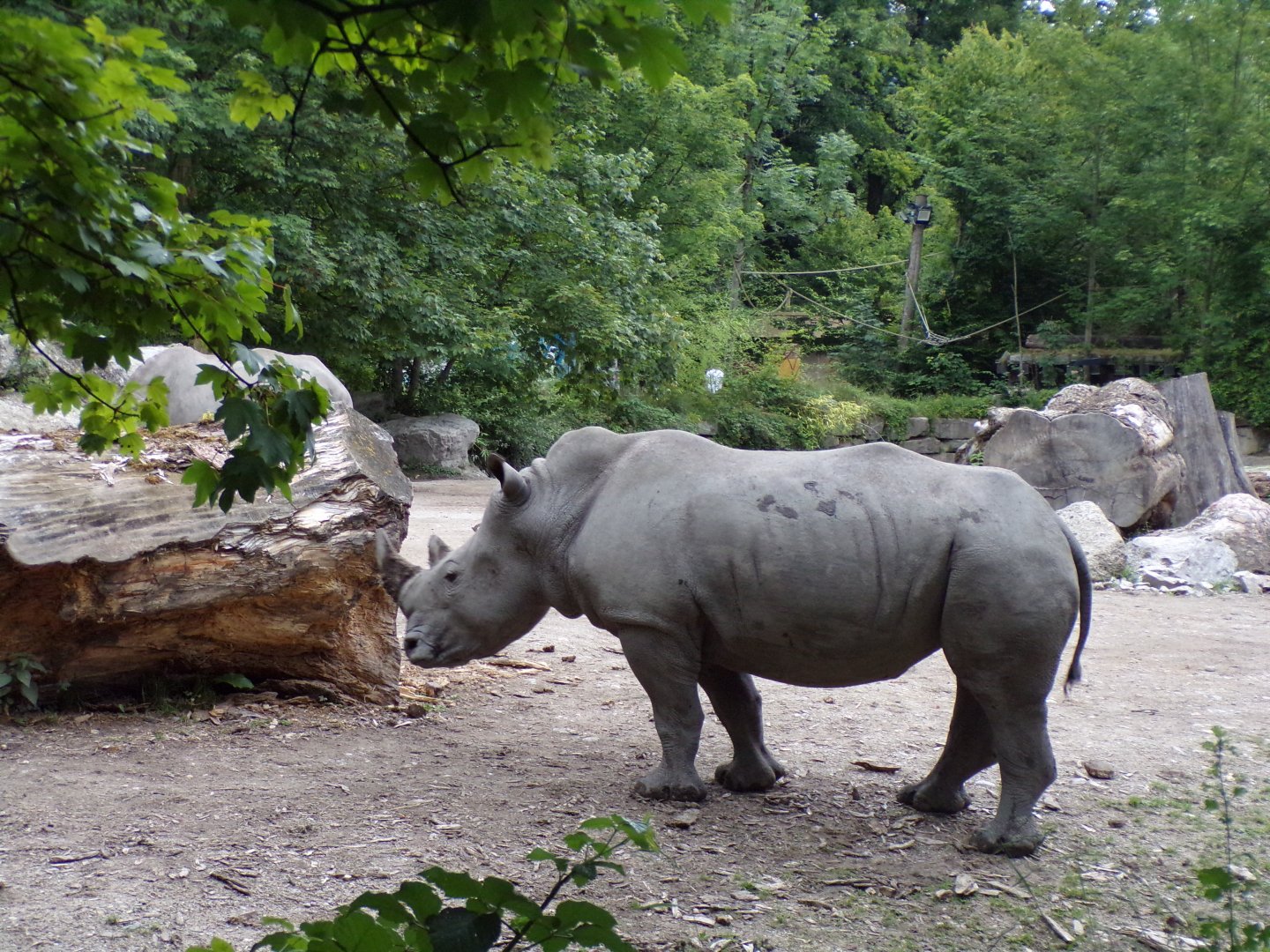 White rhinoceros 13.7.25