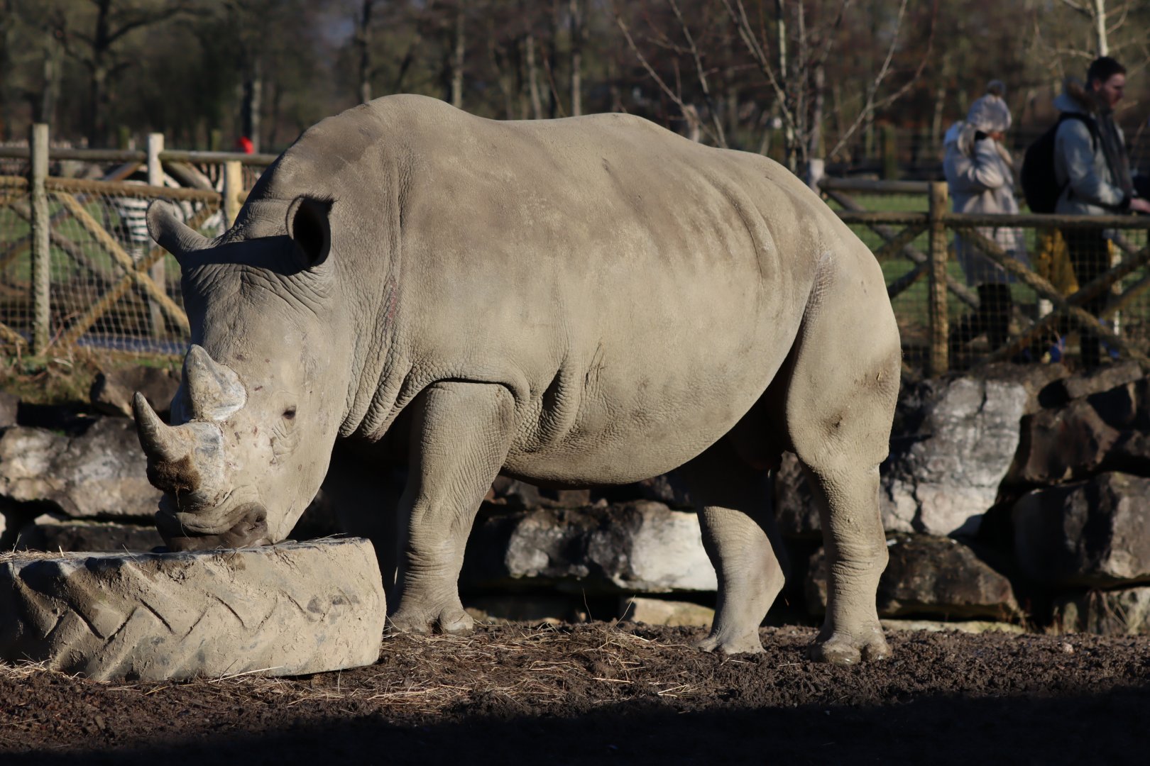 White Rhinoceros - 19 January 2020