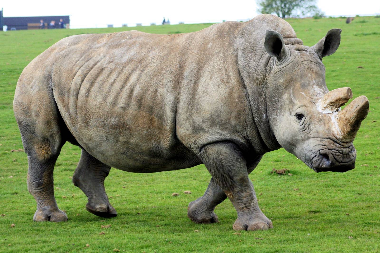 White rhinoceros; 19th April; 2014