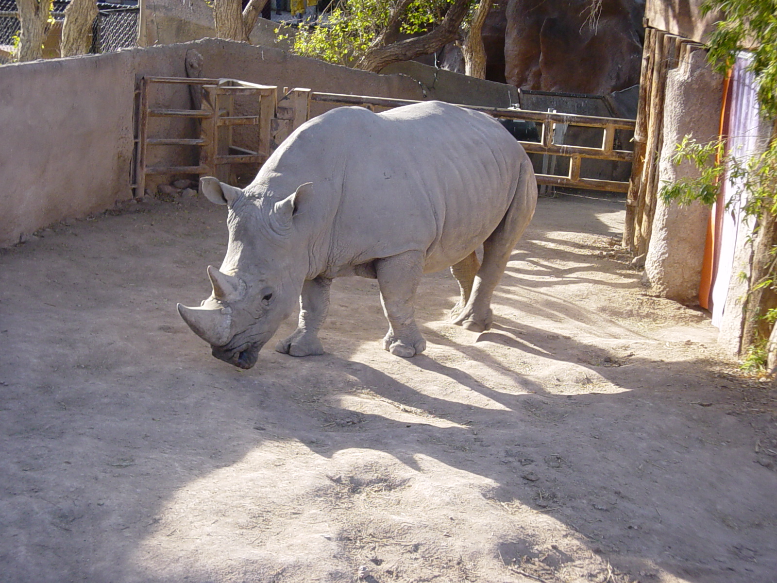 White Rhinoceros (2004)