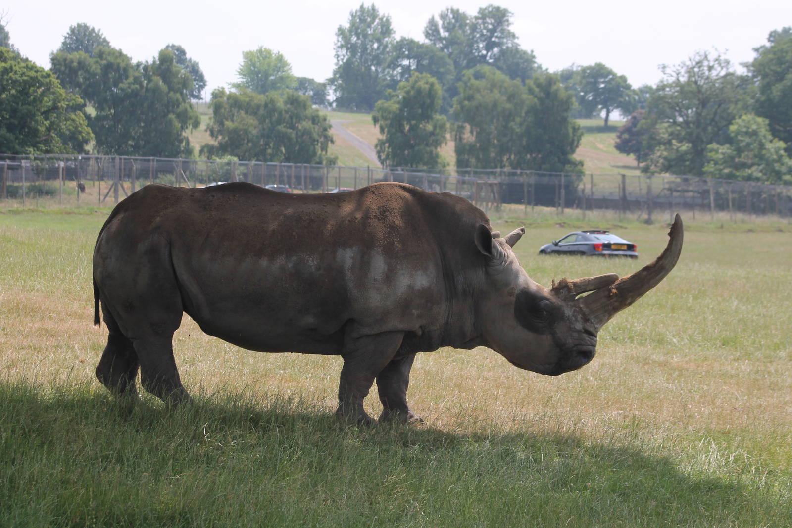 White Rhinoceros 2013