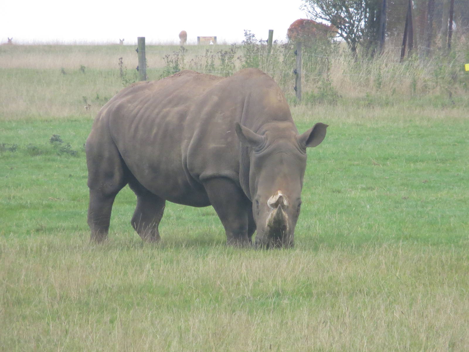 white rhinoceros 210913