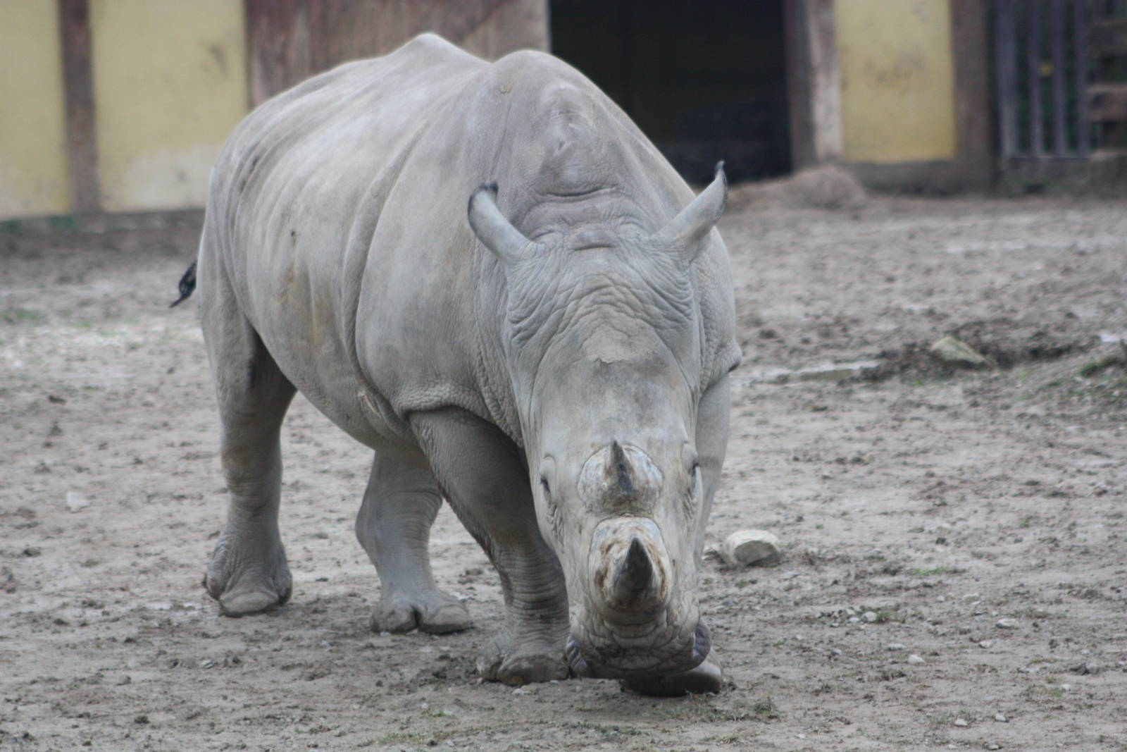 White Rhinoceros, 22nd December 2014