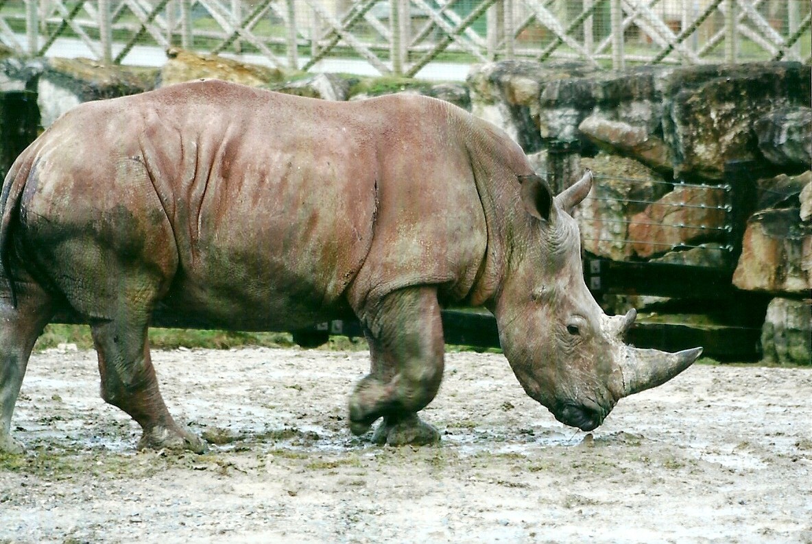 White Rhinoceros 27th December 2012