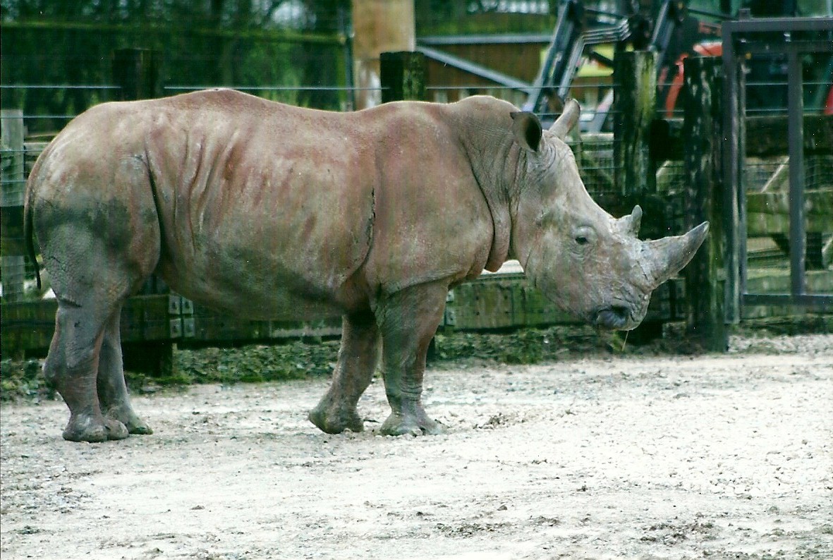 White Rhinoceros 27th December 2012