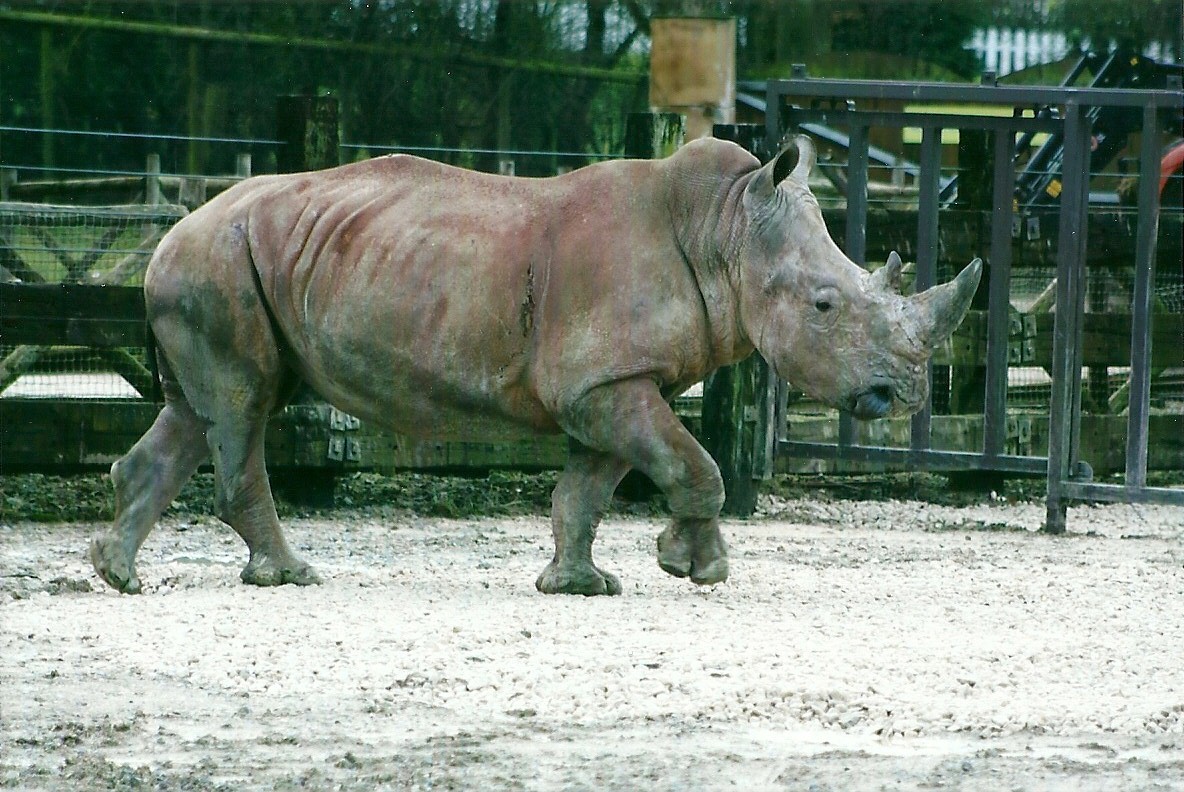 White Rhinoceros 27th December 2012