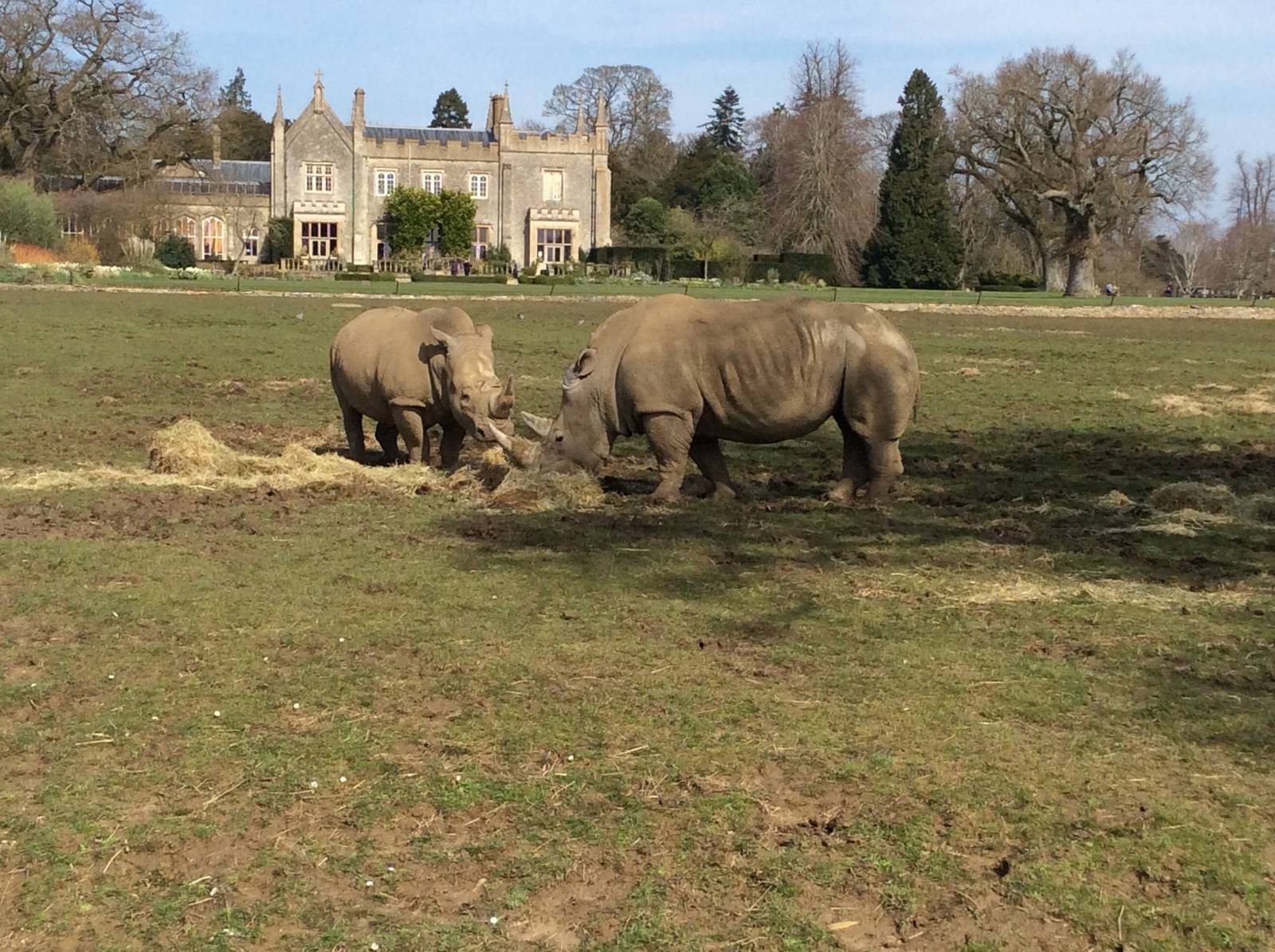White Rhinoceros 300314