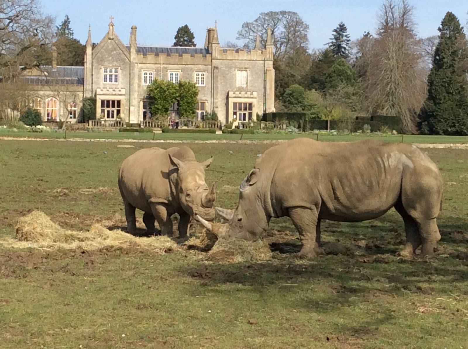 White Rhinoceros 300314