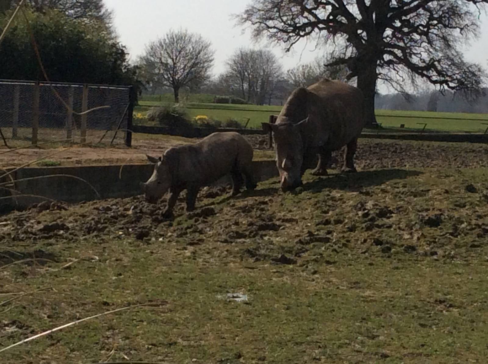 White Rhinoceros 300314