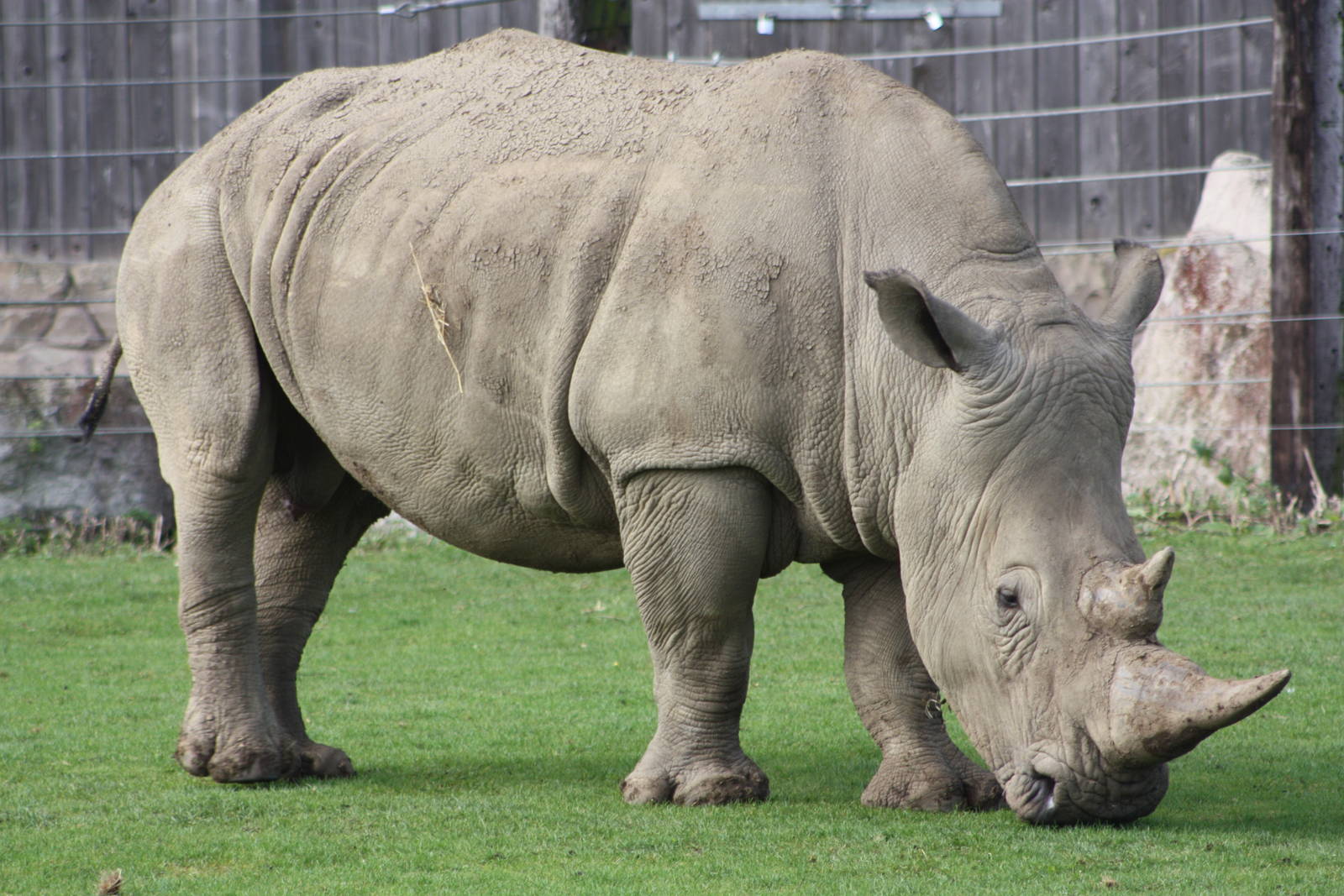 White Rhinoceros, 30th September 2014