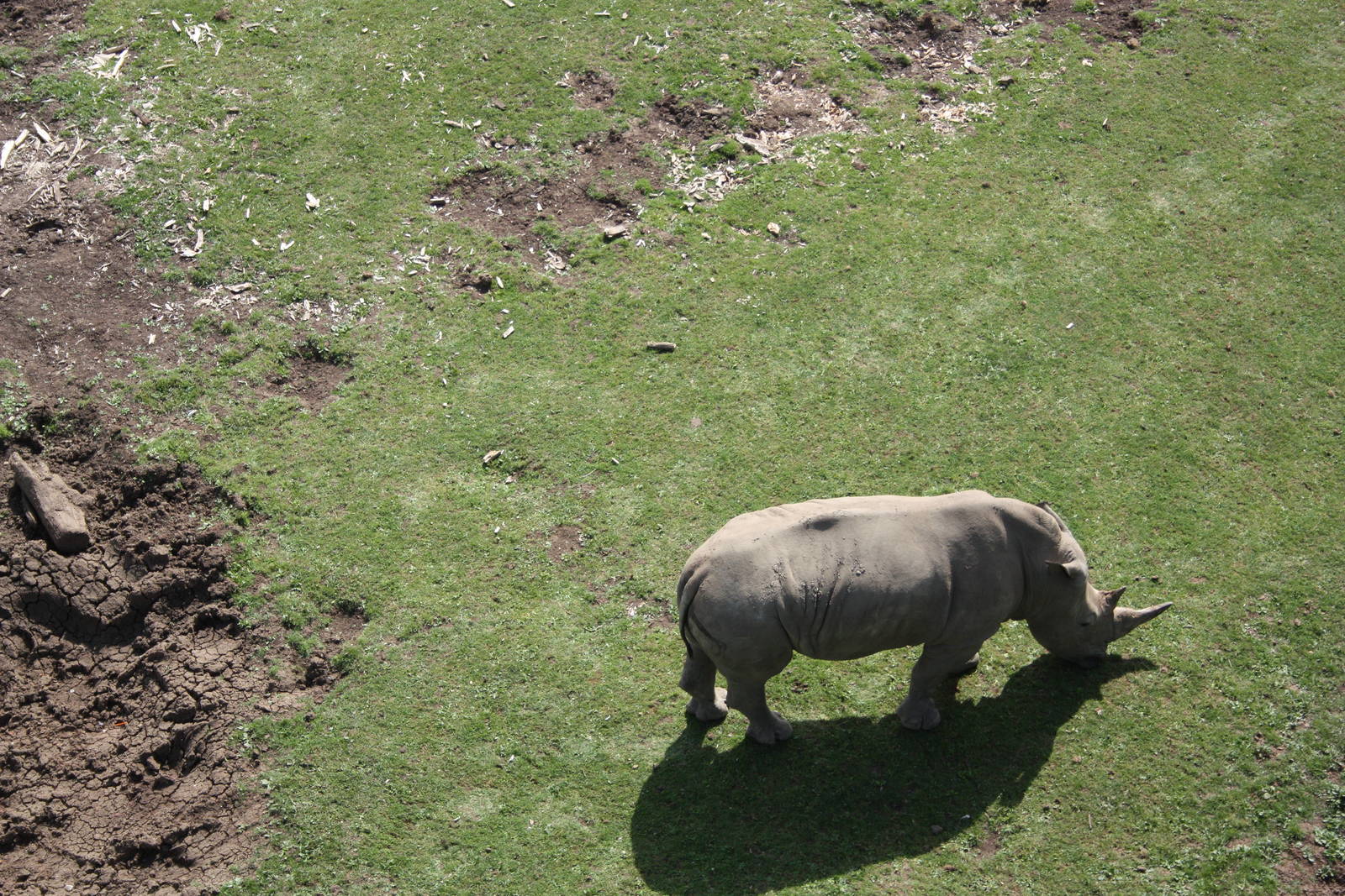 White Rhinoceros, 4th August 2014