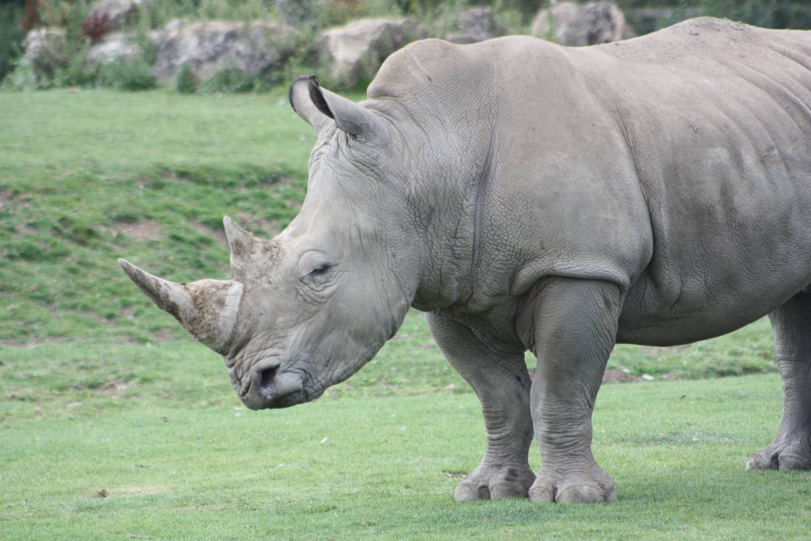 White Rhinoceros, 4th August 2014