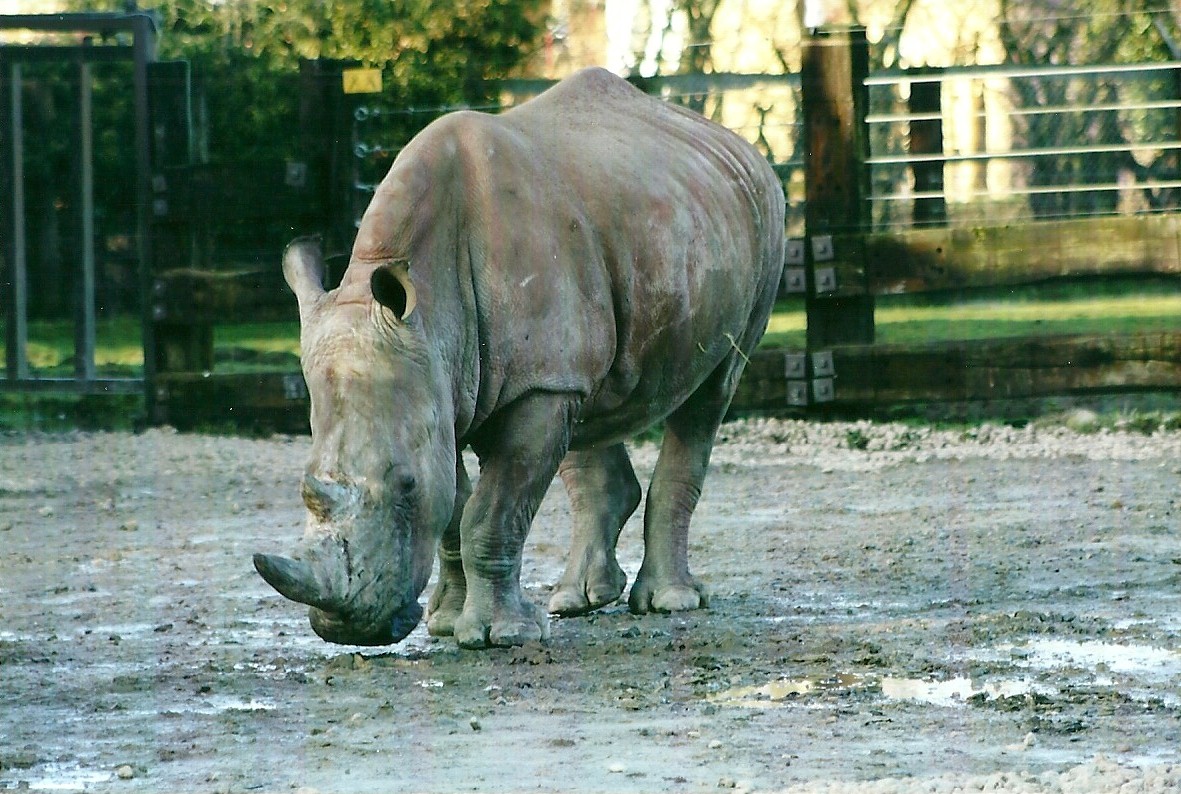 White Rhinoceros 4th January 2013