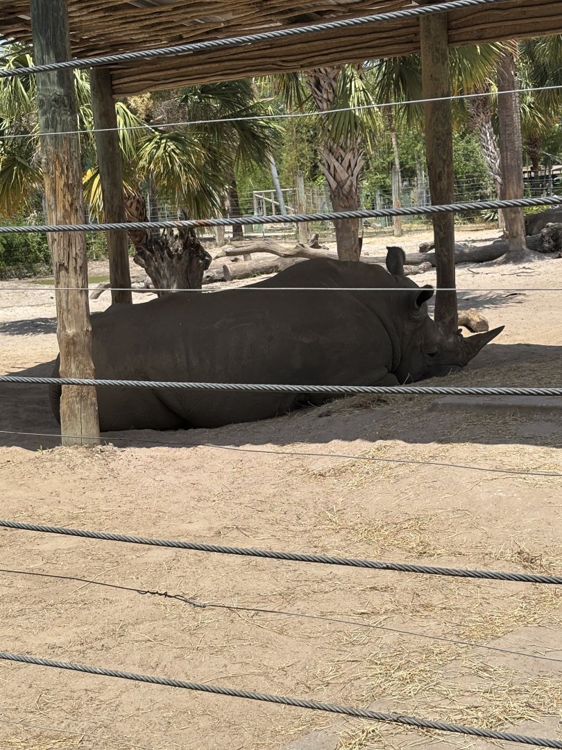 White Rhinoceros - 5/27/2025