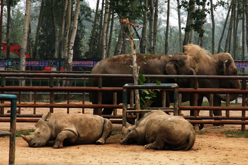 White rhinoceros and Asian elephants