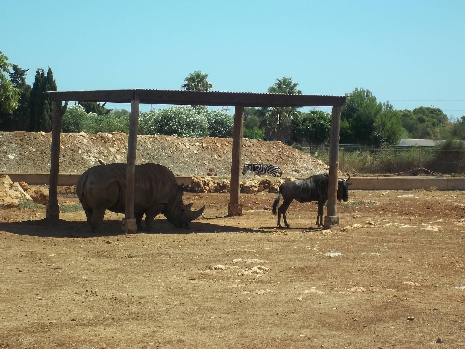White Rhinoceros and Blue Wildebeest