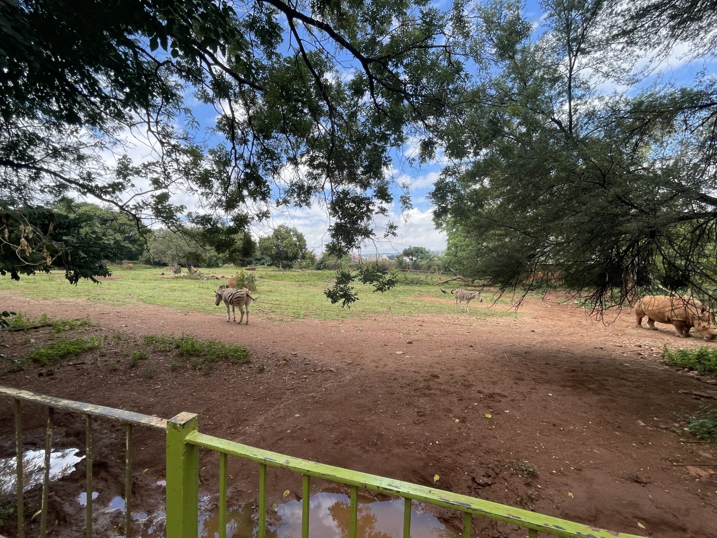 White Rhinoceros and Burchell's Zebra Exhibit (Ceratotherium simum, Equus burchellii)
