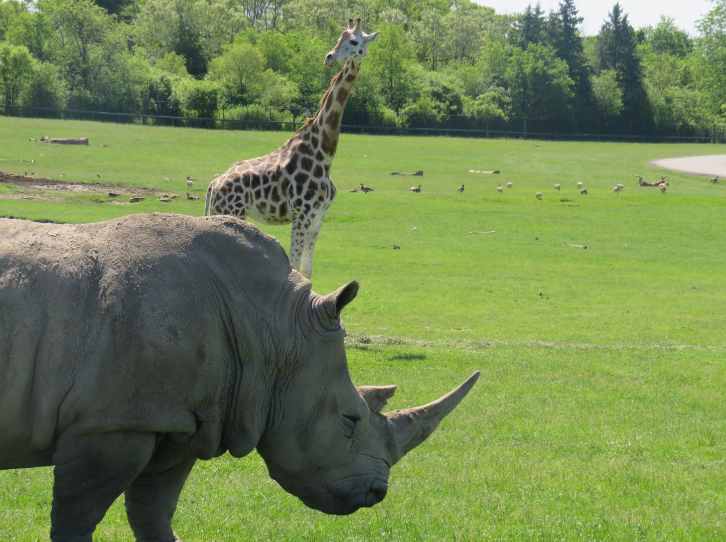 White rhinoceros and giraffe